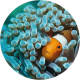 WallArt Behangcirkel Nemo the Anemonefish 142,5 cm
