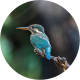 WallArt Behangcirkel The Kingfisher 190 cm