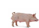 Collecta speelfiguur varken roze 11 x 5 cm