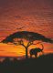 Komar Fotobehang National Geographic African Sunset 194x270 cm 4-501