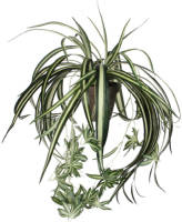Mica Decorations kunstplant Chlorophytum (Ø45 cm)