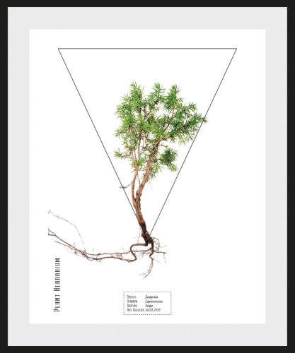 andas Wanddecoratie Pflanze Juniperus met frame