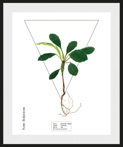 andas Wanddecoratie Pflanze Terminalia catappa met frame