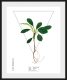 andas Wanddecoratie Pflanze Terminalia catappa met frame