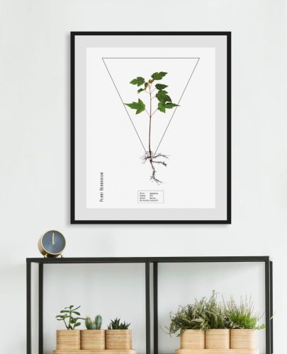 andas Wanddecoratie Pflanze Sapindacea met frame
