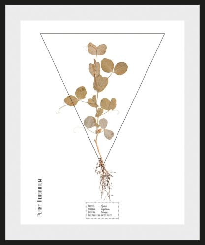 andas Wanddecoratie Pflanze Clover Trifolium met frame