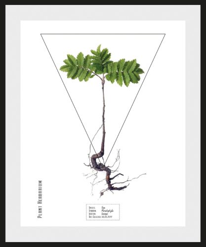 Geska andas Wanddecoratie Pflanze Fem Pteridophyta met frame