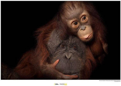 Komar Bornean Orangutan Kunstdruk