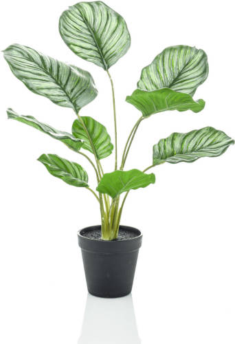 PrettyPlants Calathea Kunstplant 45cm