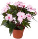 Shoppartners 3x Stuks Kunstplanten Roze Bloemen Vlijtig Liesje In Pot 25 Cm