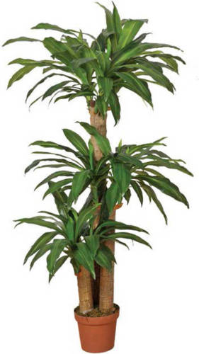 InterGard Tuinartikelen Intergard Kunstplanten Dracena 145cm