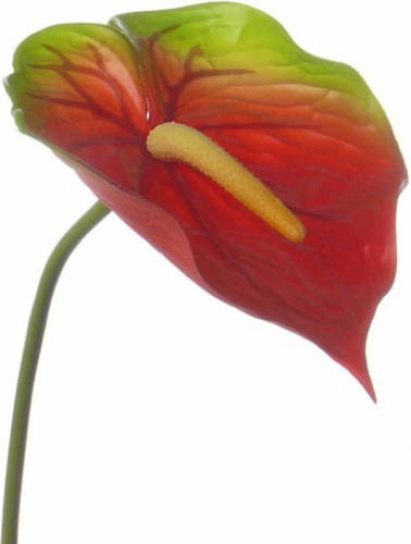 Shoppartners Rood Met Groene Anthurium 78 Cm - Kunstbloemen