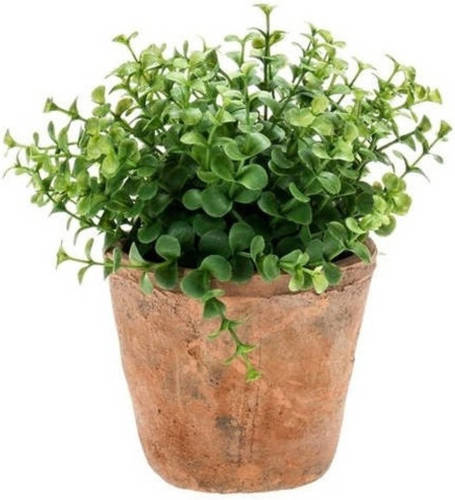 Shoppartners Kunstplant Eucalyptus Groen In Oude Terracotta Pot 20 Cm - Kunstplanten
