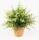 Shoppartners Kunstplant Eucalyptus Groen In Terracotta Pot 20 Cm - Kunstplanten