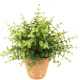 Shoppartners Kunstplant Eucalyptus Groen In Terracotta Pot 20 Cm - Kunstplanten