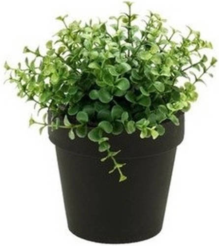 Shoppartners Kunstplanten Eucalyptus Groen In Zwarte Potjes 20 Cm - Kunstplanten