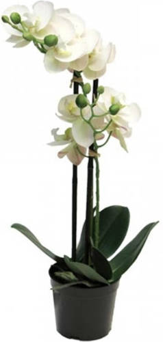 Warentuin Phalaenopsis Orchidee In Pot 50 Cm Wit Kunstplant Nova Nature