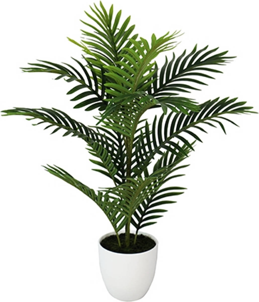 Warentuin Mini Palm 75 Cm