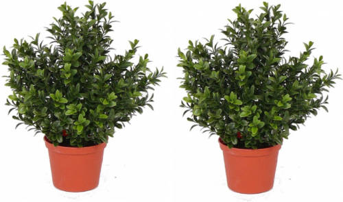 Shoppartners 2x Kunstplanten Buxus In Pot 31 Cm - Kunstplanten