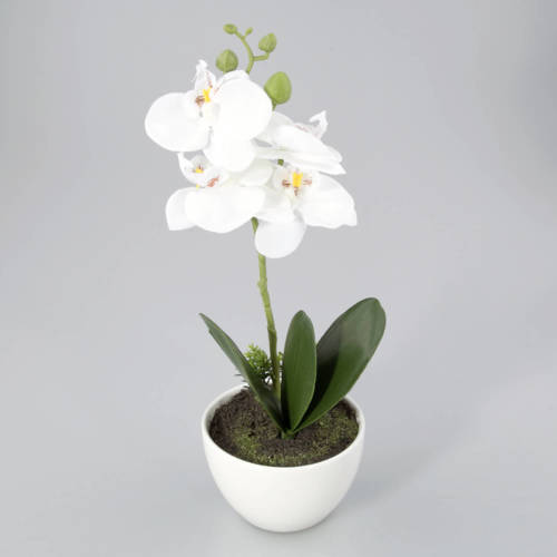 Warentuin Orchidee In Kunststof Pot Wit M