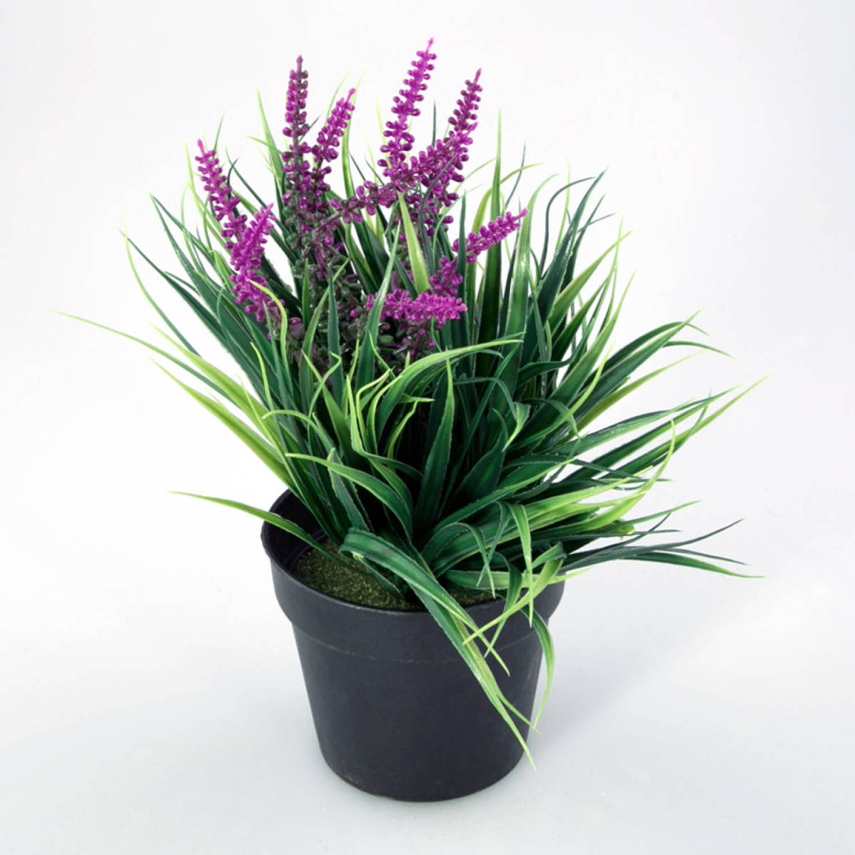 Warentuin Plantje In Kunststof Pot Aimee Paars