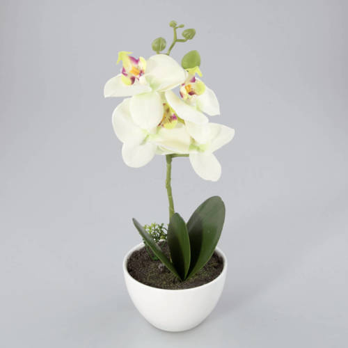 Warentuin Orchidee In Kunststof Pot Groen M