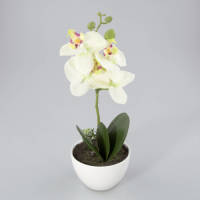 Warentuin Orchidee In Kunststof Pot Groen M