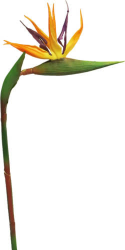 Warentuin Rt Strelitzia Cathy Orange 58cm