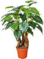 Warentuin Taro 125 Cm