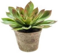 Shoppartners Kunstplant Echeveria Mira In Oude Terracotta Pot 11 Cm - Kunstplanten