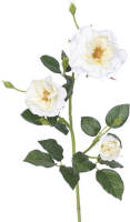 Warentuin Rozentak Cream