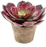 Shoppartners Kunstplant Echeveria Pelusida In Oude Terracotta Pot 20 Cm - Kunstplanten