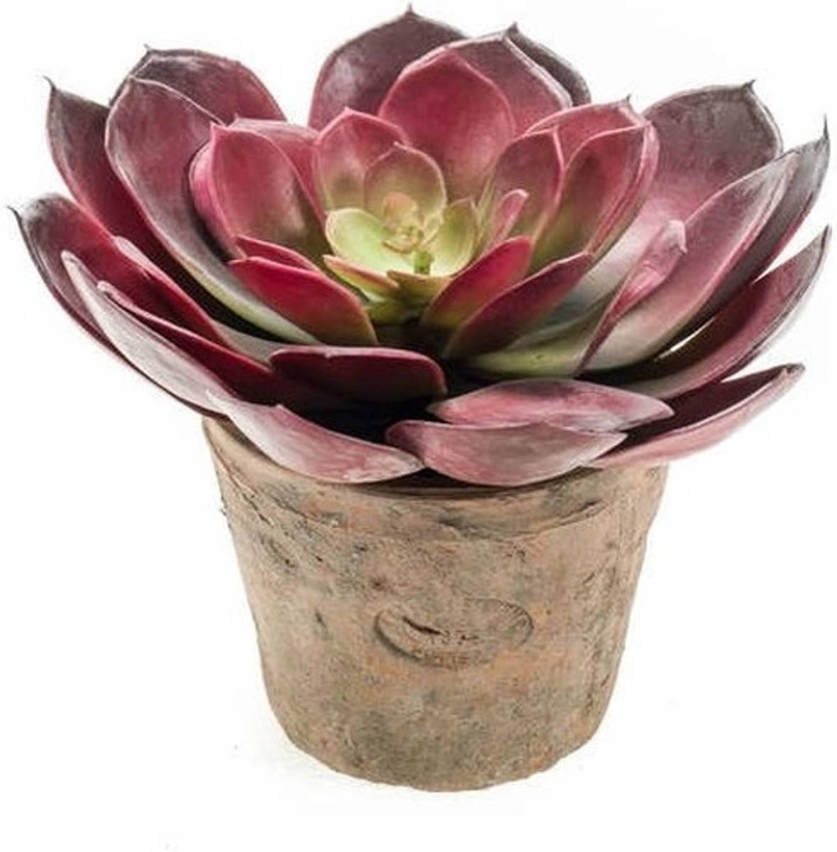 Shoppartners Kunstplant Echeveria Pelusida In Oude Terracotta Pot 20 Cm - Kunstplanten