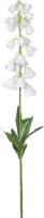 Warentuin Campanula Cream