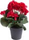 Warentuin Kunst Pelargomium In Pot Red - 28 Cm