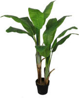 Warentuin Bananenplant 140 Cm