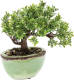 PrettyPlants Bonsai Mini Kunstplant 19cm