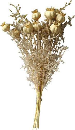 Warentuin Poppy Seed Capsule 36cm Old White