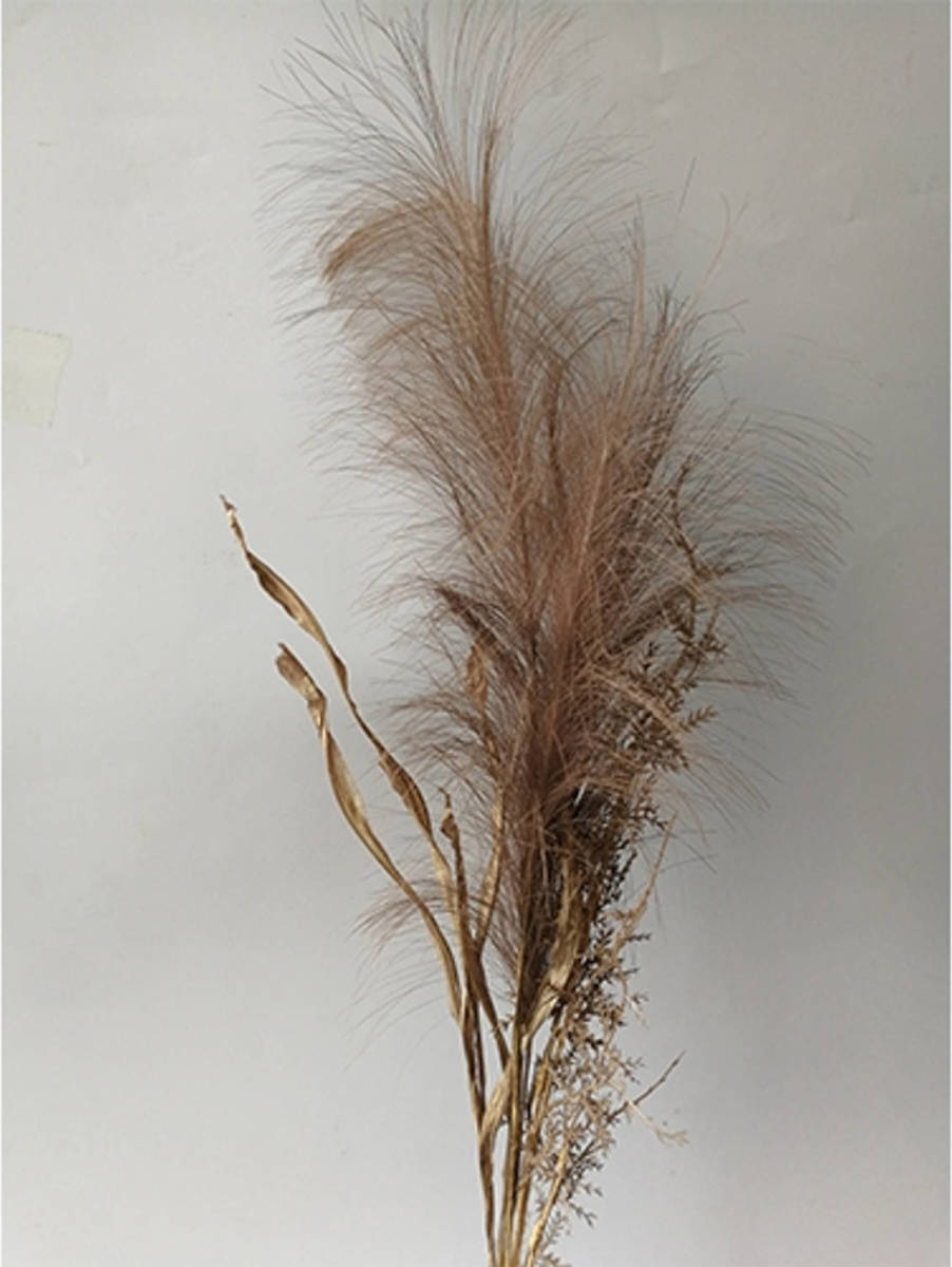 Warentuin Pampas Gras Bosje Met Blad 75cm -Bruin