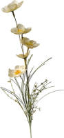 Warentuin Anemoon 60cm Creme