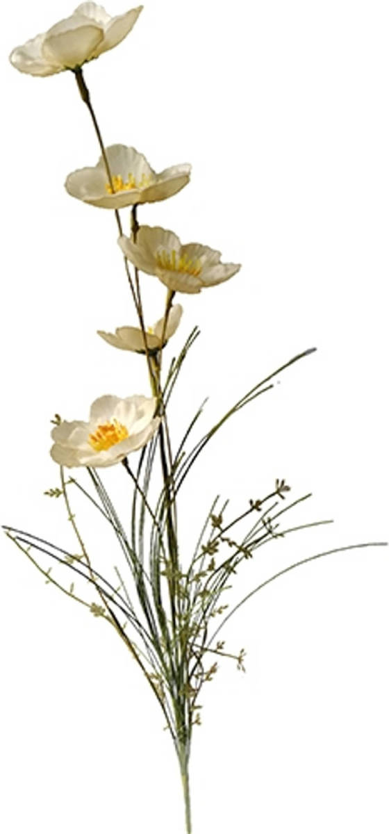 Warentuin Anemoon 60cm Creme