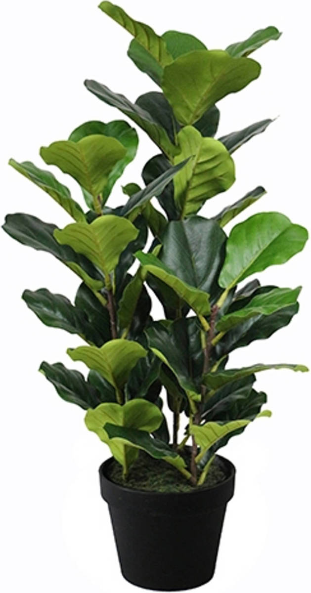 Warentuin Ficus Lyrata 90 Cm