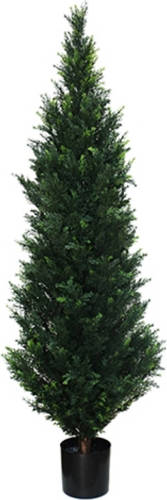 Warentuin Cedar 182 Cm