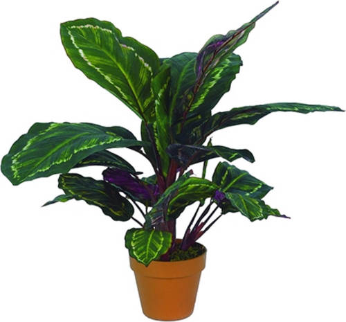 Warentuin Calathea Veitchiane 55 Cm