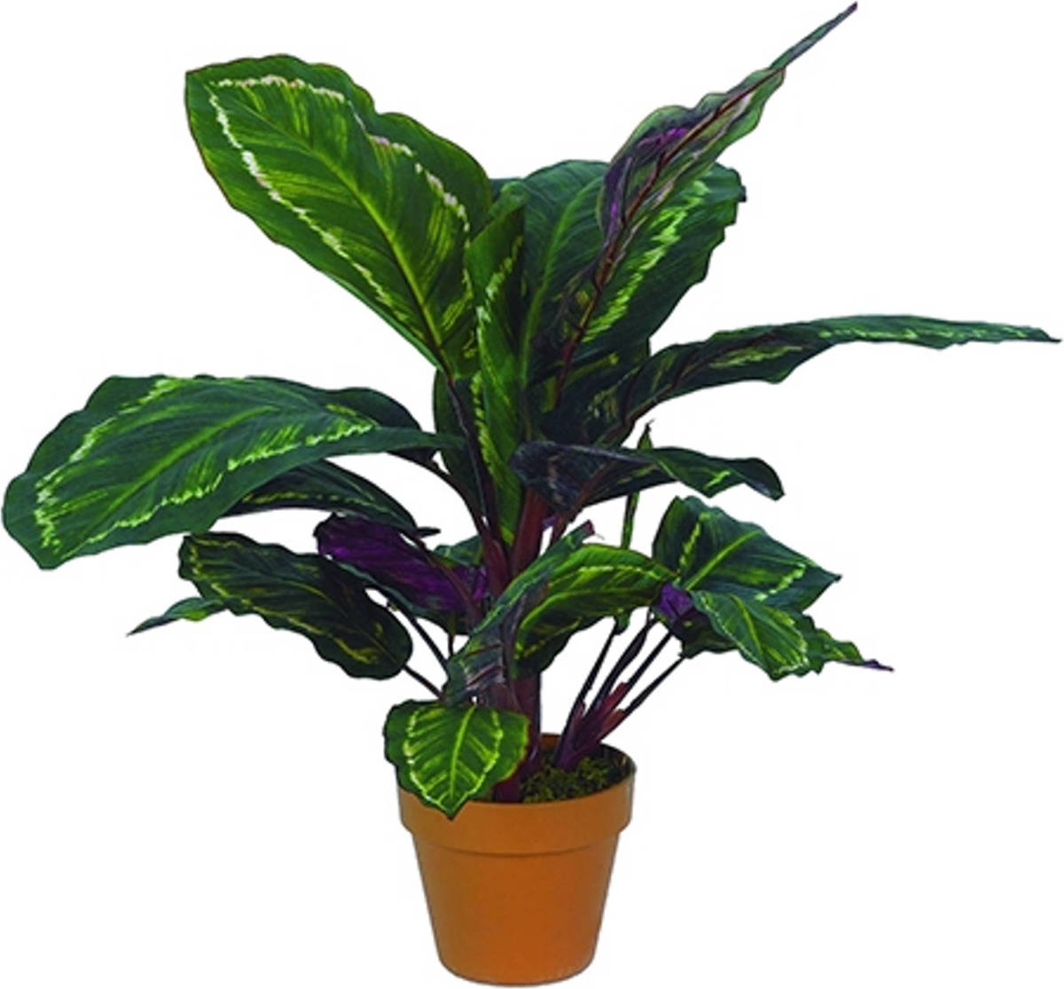 Warentuin Calathea Veitchiane 55 Cm