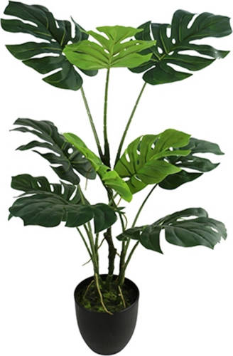 Warentuin Monstera 75 Cm