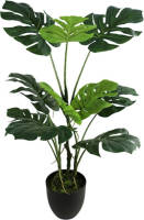 Warentuin Monstera 75 Cm