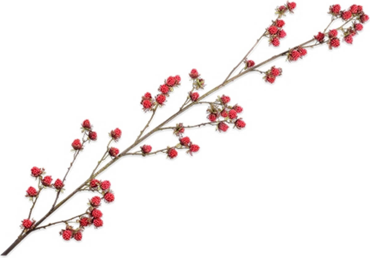 Warentuin Bramen Rood 156 Cm
