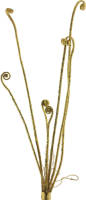 Warentuin Fern Frond Spray Gold 54cm