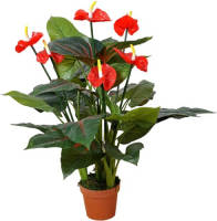 Warentuin Anthurium 95 Cm